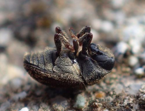 Réf. 315 221 : Hylesinus varius